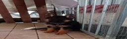 Pastore Tedesco cani in vendita: Cuccioli Pastore Tedesco PURA RAZZA  a Ente di decentramento regionale di Udine - Annuncio 4