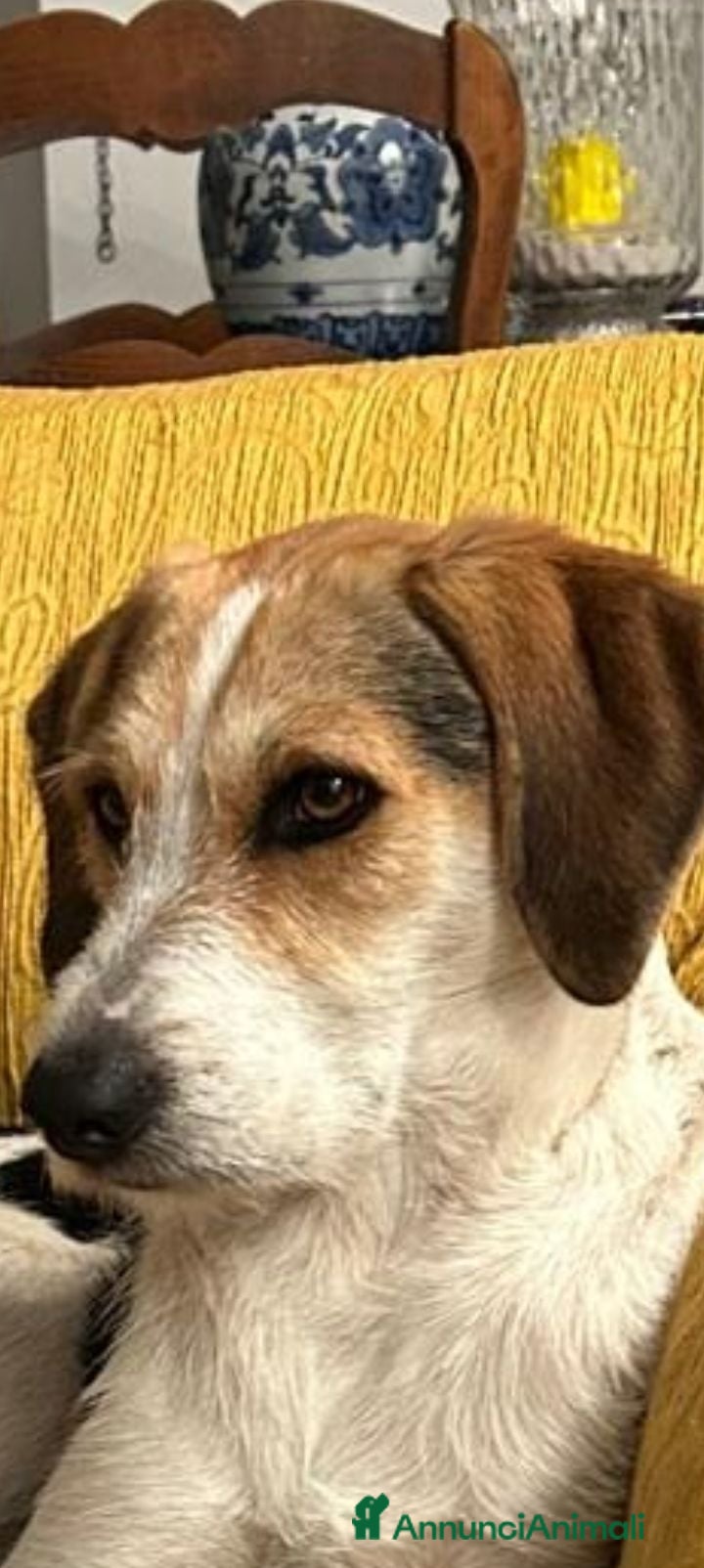 Meticcio cani Adozione di coppia? Sarebbe un miracolo - Annuncio 2