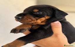 Dobermann cani in vendita: Cuccioli dobermann  a Provincia di Brindisi - Immagine 6