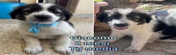 Meticcio cani in regalo: CUCCIOLI ABBANDONATI: URGENTE  a Città Metropolitana di Torino - Annuncio 3