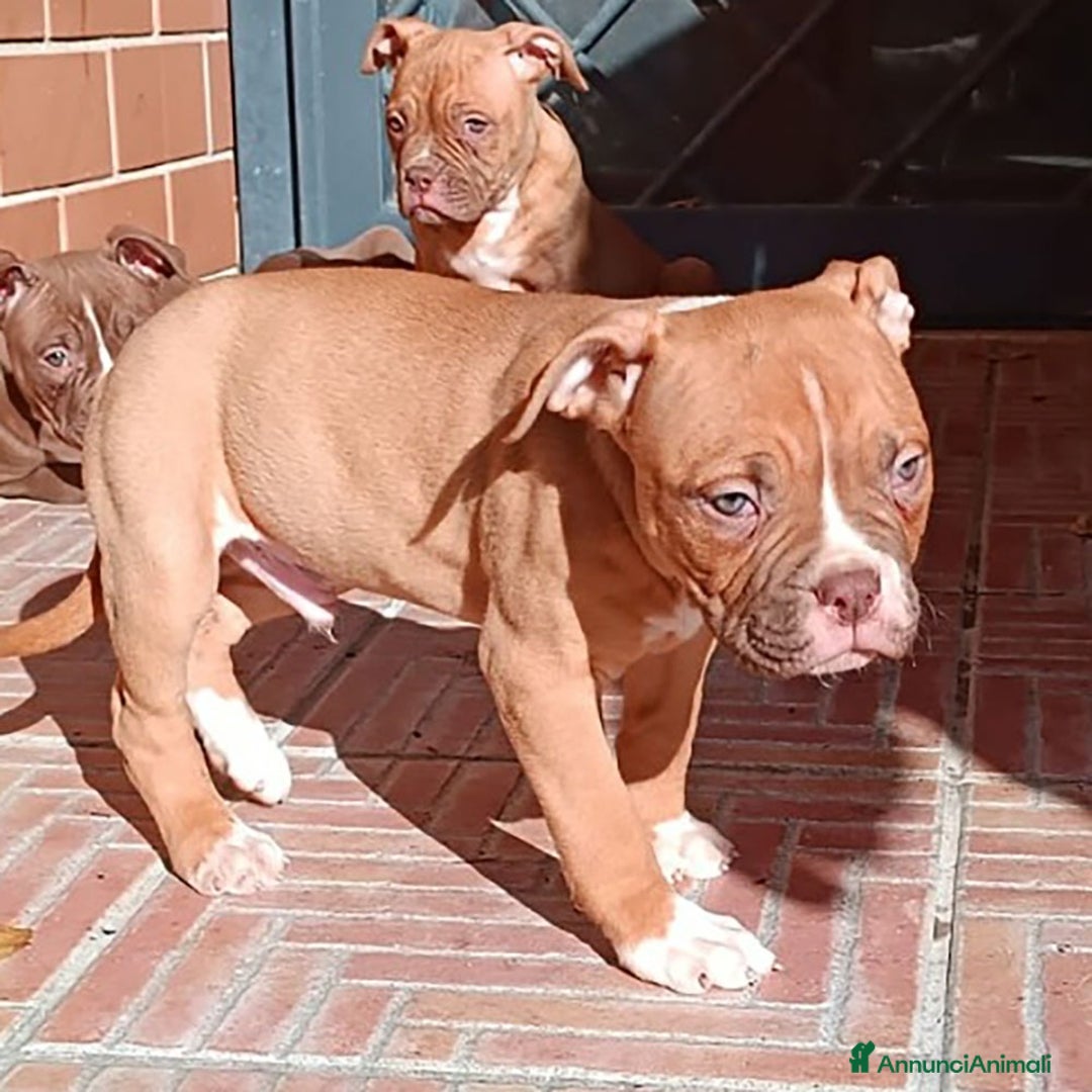 Bulldog cani in vendita: Cuccioli American Bulldog  - Annuncio 16