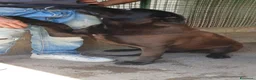 Labrador cani in regalo: Calimera, Labrador mix in Canile - Annuncio 3