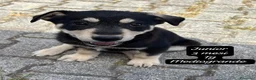 Meticcio cani in regalo: Adotta un cucciolo senza casa  a Provincia di Pistoia - Annuncio 11
