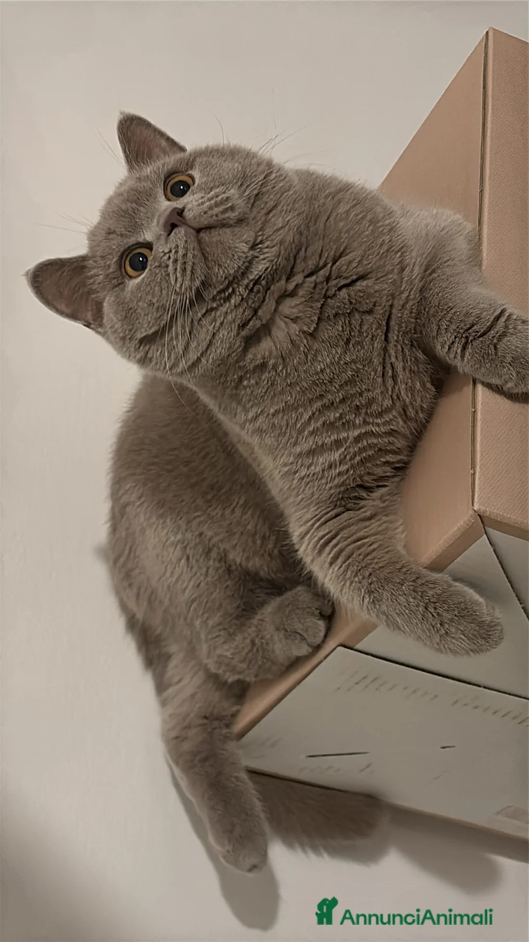 British gatti per accoppiamento: British shorthair - Annuncio 10