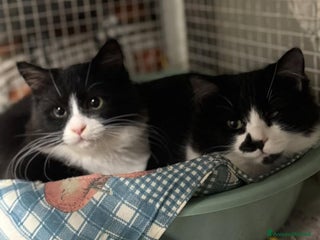 Europeo gatti ADOZIONE DI COPPIA A CREMONA - Annuncio 1