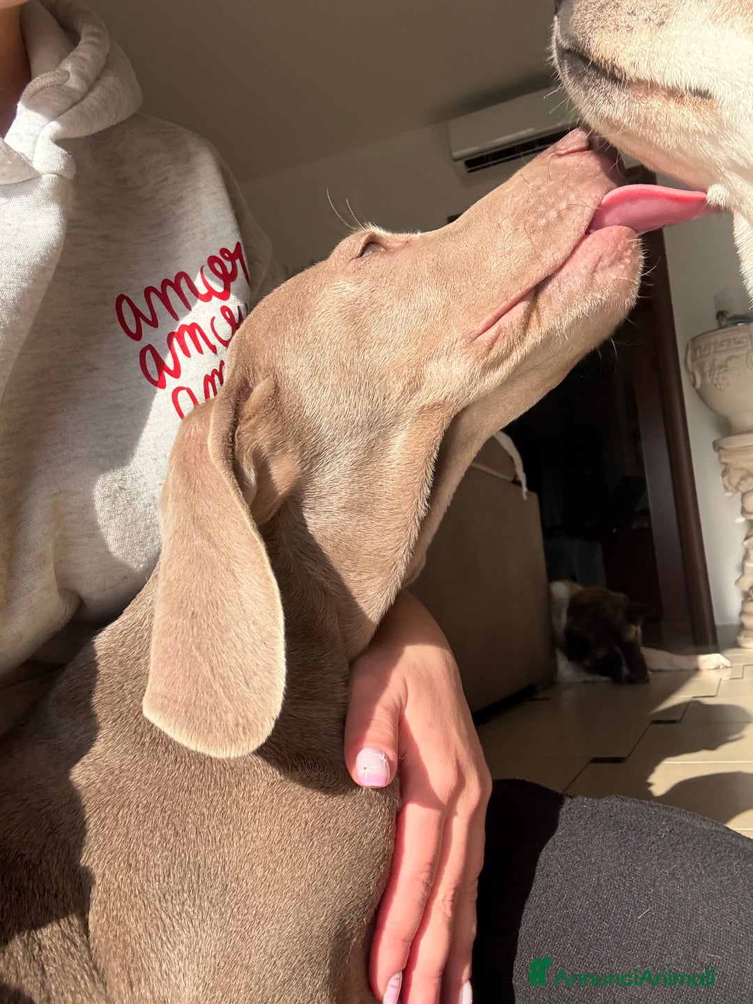 Weimaraner cani in vendita: Ultima femmina di weimaraner con pedigree Enci - Annuncio 4