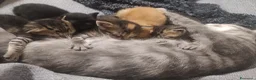 Meticcio gatti in regalo: Gattini a Provincia di Pordenone - Annuncio 4