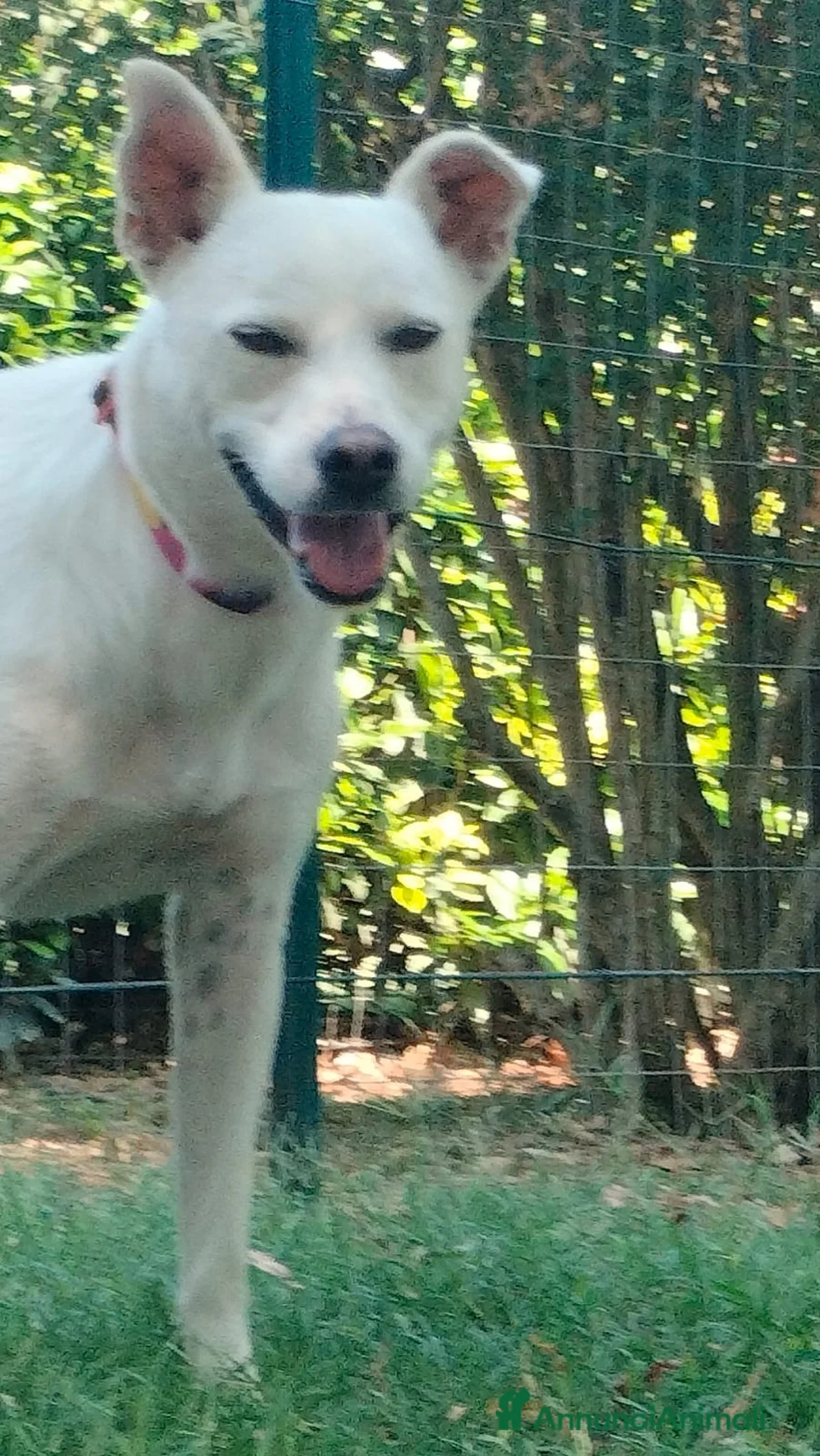 Meticcio cani in regalo: Luna dolcissima cucciolona di tg medio contenuta  - Annuncio 9