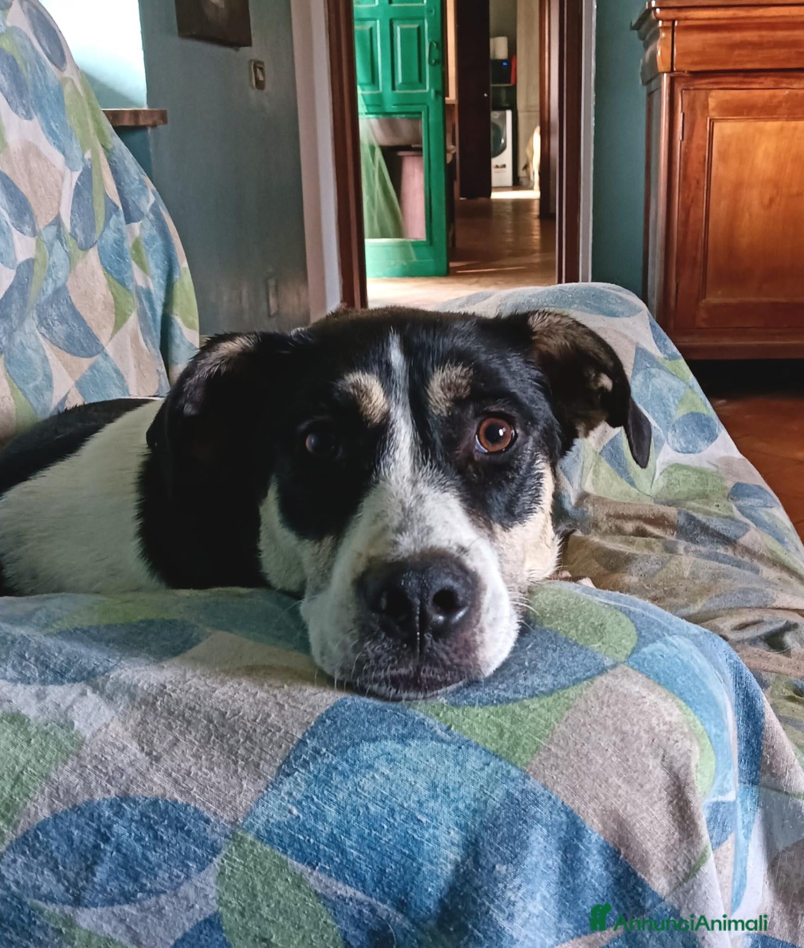 Meticcio cani Luna una cagnolona invisibile in cerca di casa  - Annuncio 4