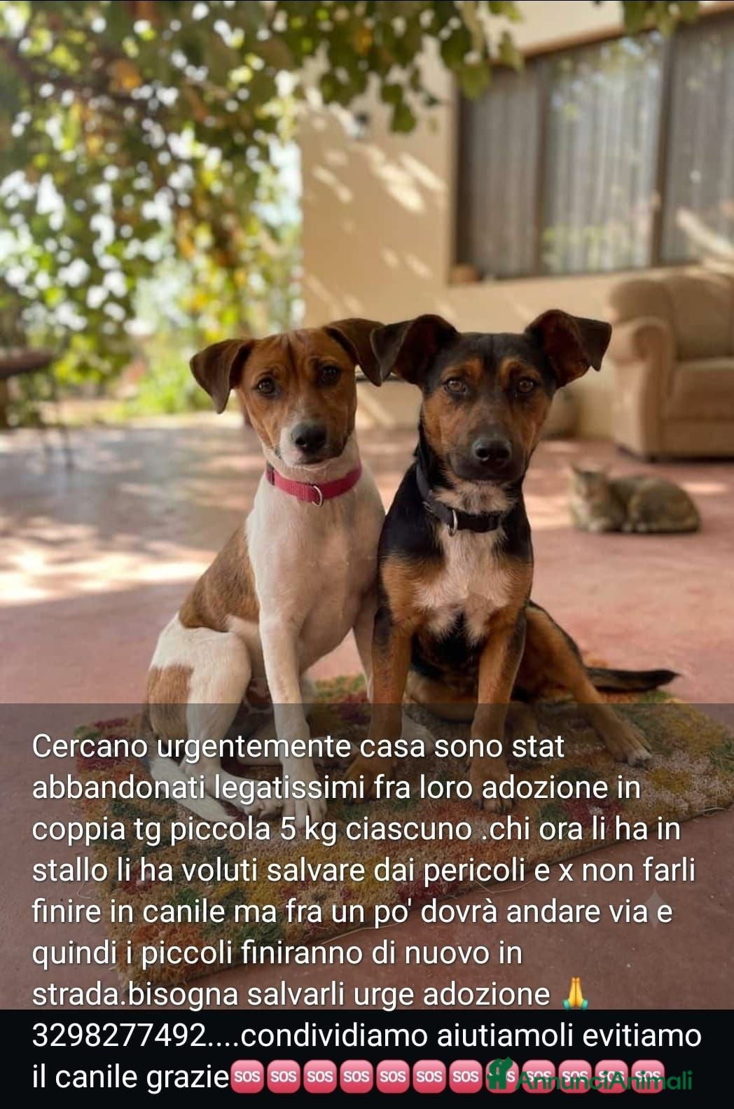 Meticcio cani 2maschietti 1anno kg5 ADOZIONE IN COPPIA SOS NUORO - Annuncio 5