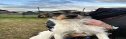 Meticcio cani in regalo: All' Star, scricciola in cerca di adozione  - Annuncio 3
