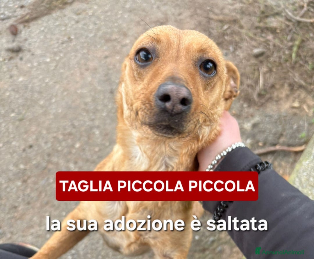 Meticcio cani in regalo: JASMINE 🩷-taglia piccola, cerca di nuovo casa - Annuncio 1