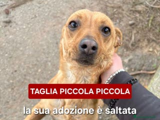 Meticcio cani JASMINE 🩷-taglia piccola, cerca di nuovo casa - Annuncio 30
