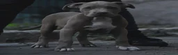 American Bully cani in vendita: Cucciole di American Bully XL. - Annuncio 2