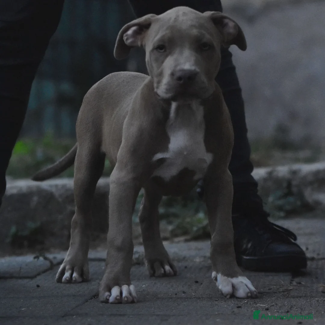 American Bully cani in vendita: Cucciole di American Bully XL. - Annuncio 2