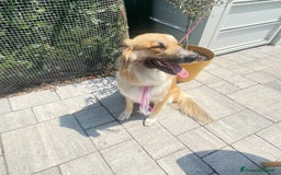 Meticcio cani in regalo: Cucciolona a Città Metropolitana di Bologna - Immagine 1