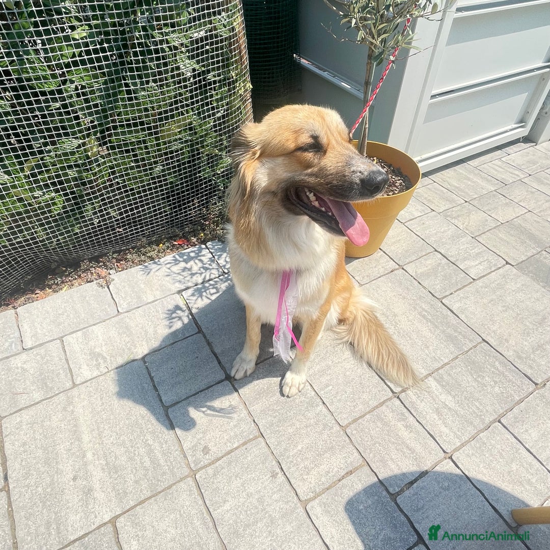 Meticcio cani in regalo: Cucciolona a Città Metropolitana di Bologna - Immagine 1