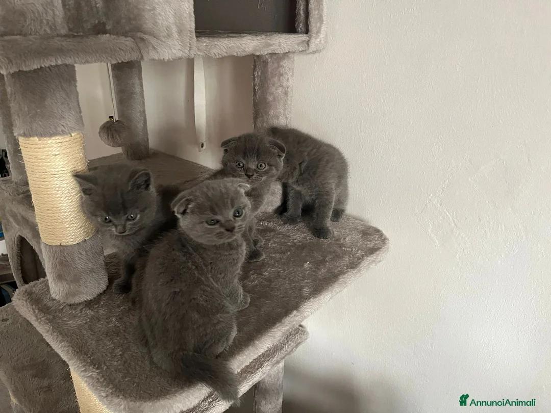 British gatti in vendita: Adorabili cuccioli british  - Annuncio 2