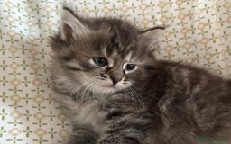 Siberiano gatti in vendita: Gattini siberiani ipoallergenici - Annuncio 12