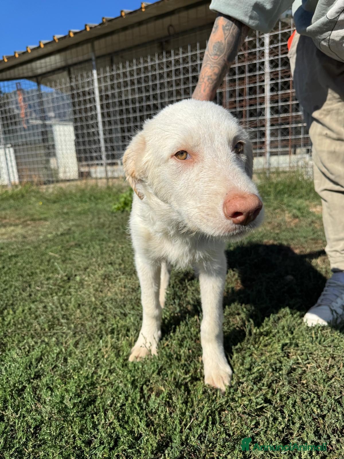 Meticcio cani Cuccioli di taglia grande in adozione  - Annuncio 12