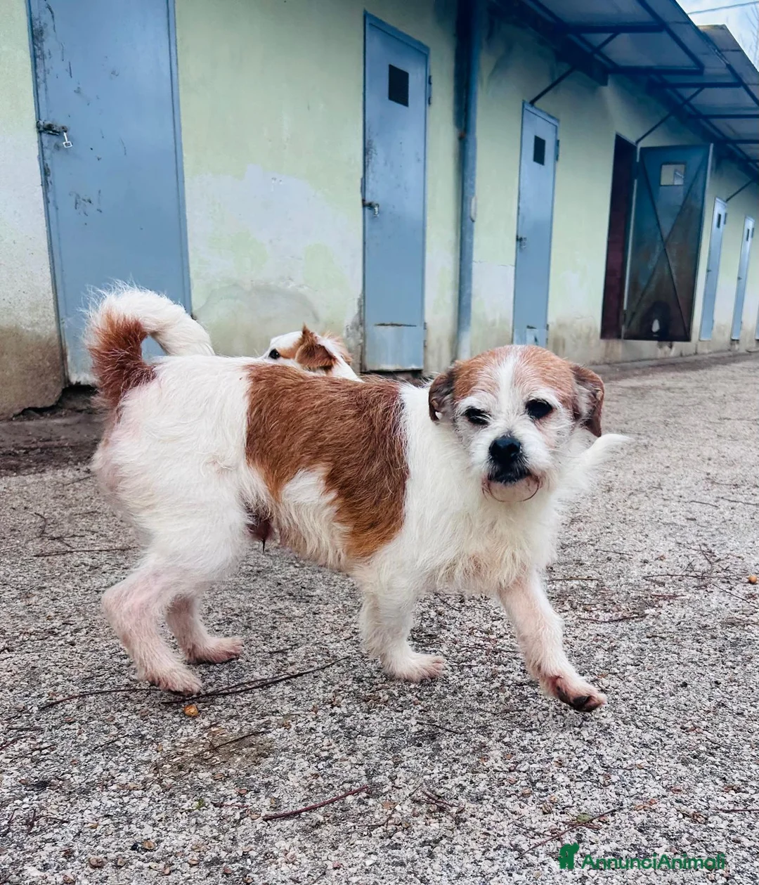 Meticcio cani in regalo: METICCIO  - Annuncio 2