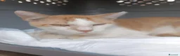 Meticcio gatti in regalo: Bruno  - Annuncio 1