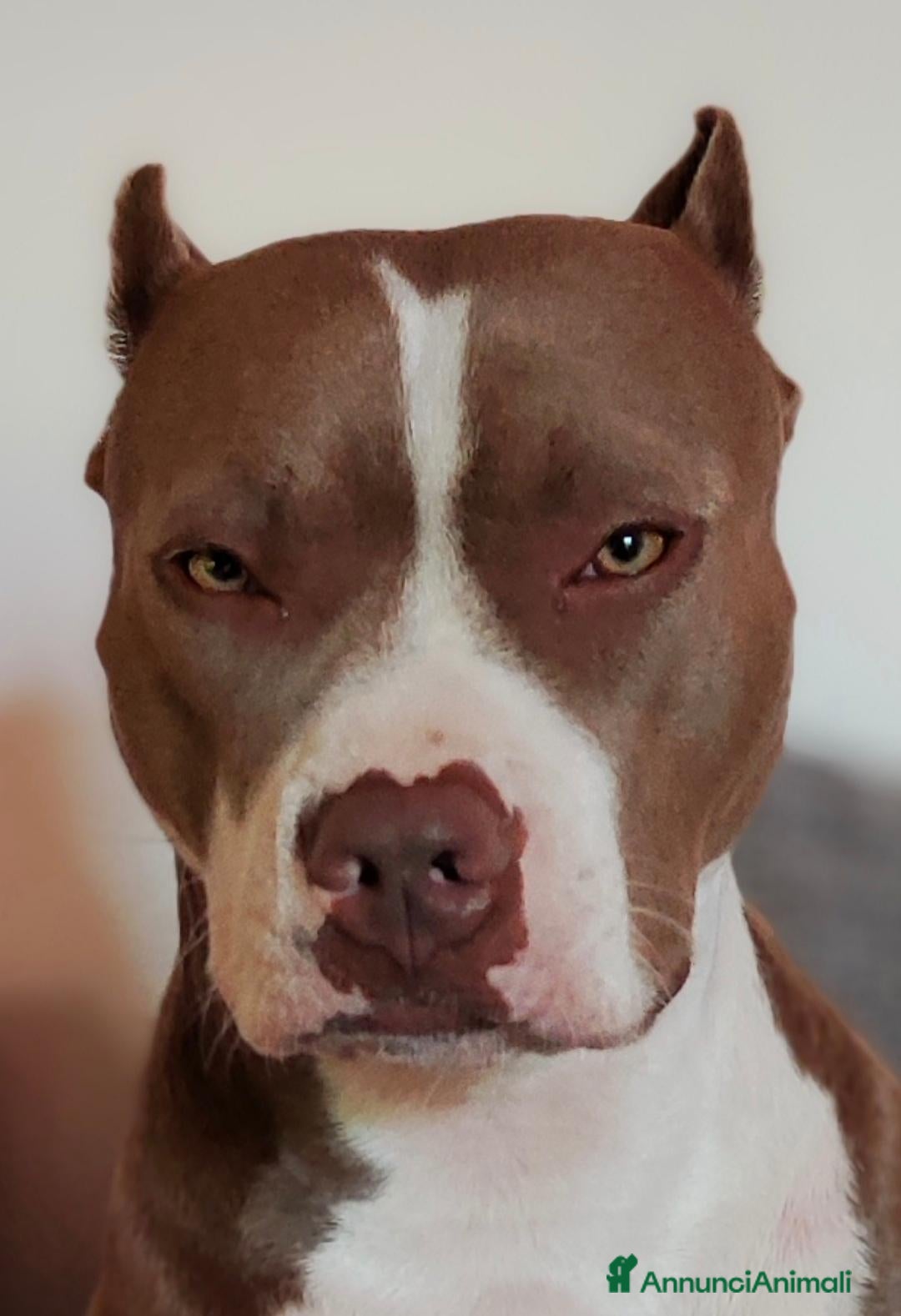 Pitbull cani Cuccioli American Pitbull Terrier con pedigree - Annuncio 18