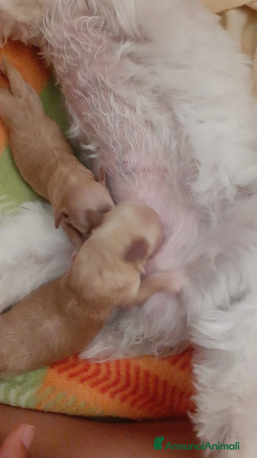 Maltipoo cani in vendita: Cucciolo Maltipoo a Libero consorzio comunale di Agrigento - Annuncio 8