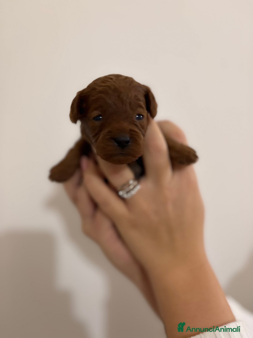 Barboncino Toy cani in vendita: Barboncini toy red  - Annuncio 3