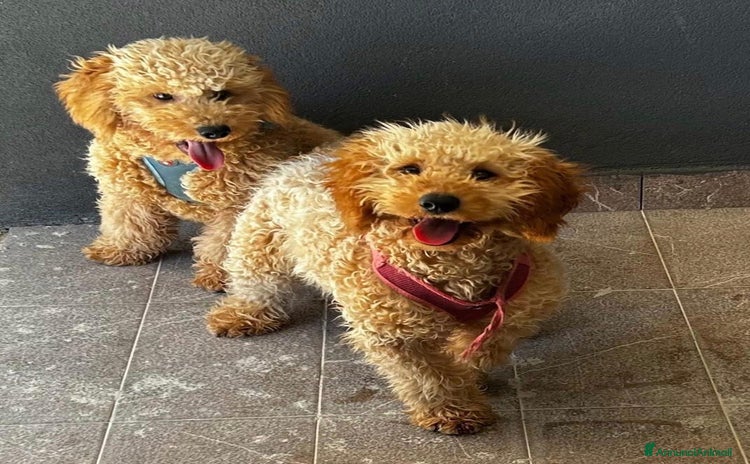 Barboncino cani a Provincia di Salerno - Annuncio 16
