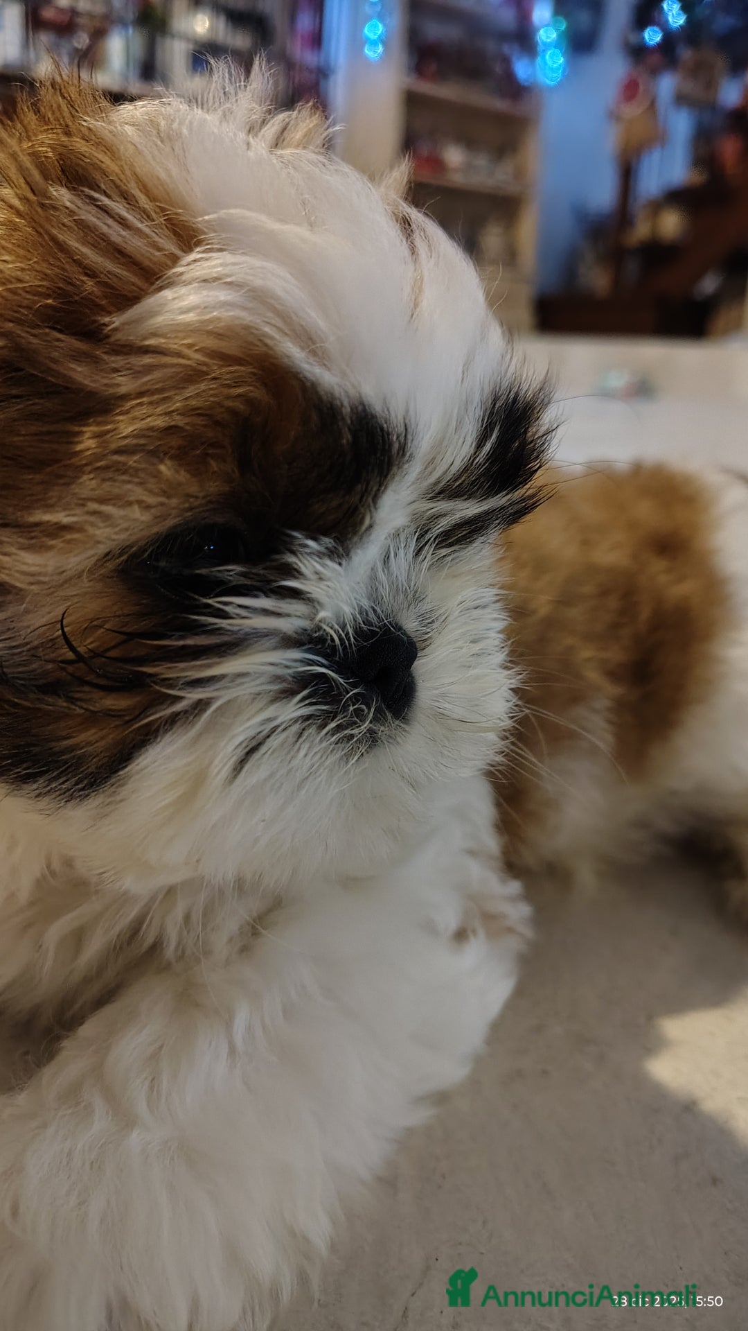 Shih Tzu cani in vendita: Splendidi cuccioli di schitzu con pedigree  - Annuncio 6