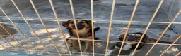 Meticcio cani in regalo: Asia e India cucciole docili e sensibili a Città metropolitana di Milano - Annuncio 8