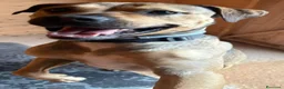 Meticcio cani in regalo: Bobby, semplicemente fantastico - Annuncio 7