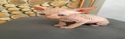 Sphynx gatti in vendita: Cuccioli Sphynks  - Annuncio 13