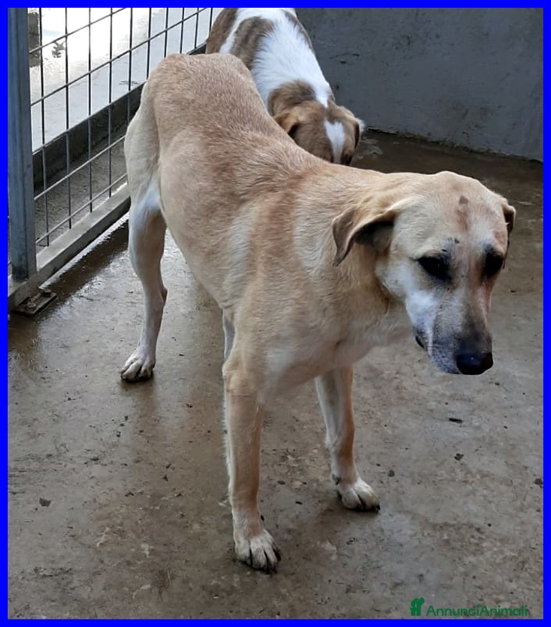 Meticcio cani in regalo: dolce ISABELLA dagli occhi tristi!Buona con tutti! - Annuncio 3