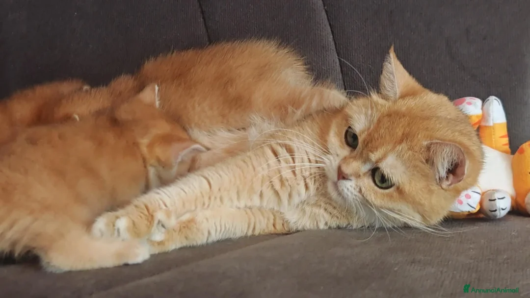 Scottish gatti in vendita: Gattini di Razza Scottish - Annuncio 2