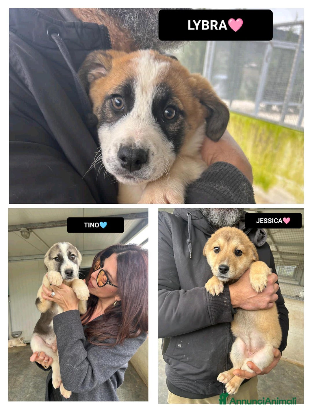 Altre razze cani in regalo: JESSICA TINO LYBRA - Annuncio 1