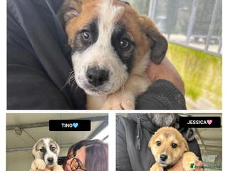 Altre razze cani JESSICA TINO LYBRA - Annuncio 7