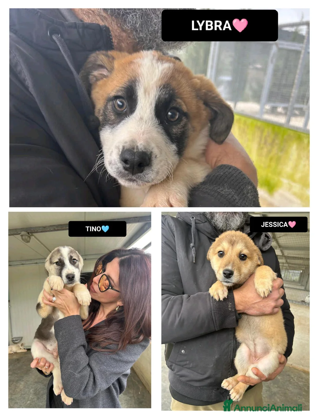 Altre razze cani in regalo: JESSICA TINO LYBRA - Annuncio 1