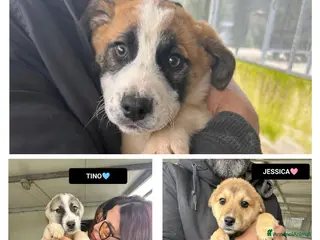 Altre razze cani JESSICA TINO LYBRA - Annuncio 25