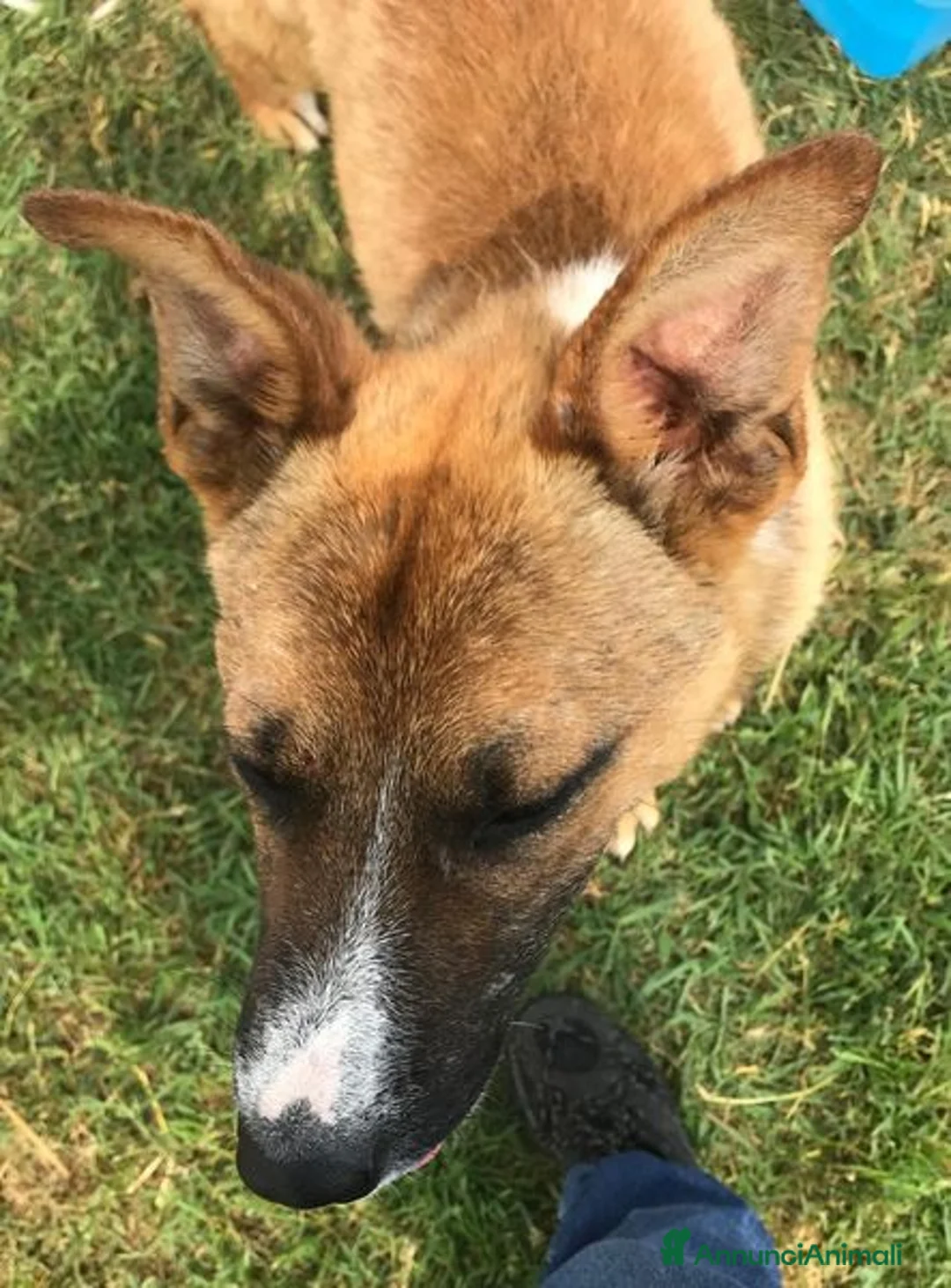 Meticcio cani in regalo: VAN, cucciolone con una stella sul dorso - Annuncio 5