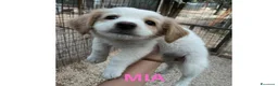 Meticcio cani in regalo: NINA MIA KIRA ZOE E OTTO a Città metropolitana di Roma Capitale - Annuncio 3