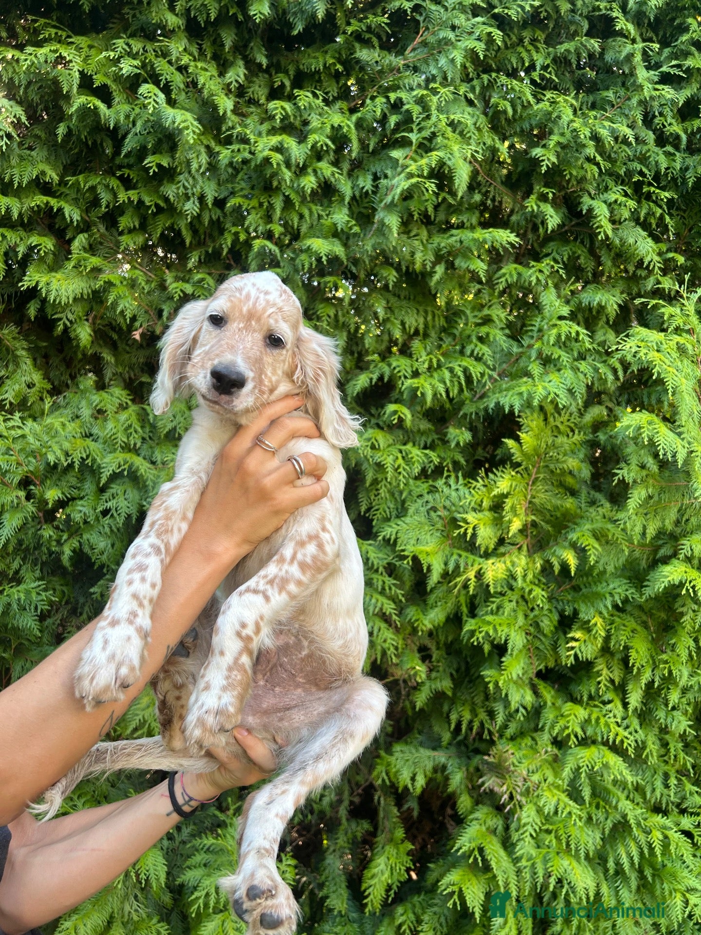 Setter Inglese cani Cuccioli di Setter Inglese - Annuncio 2
