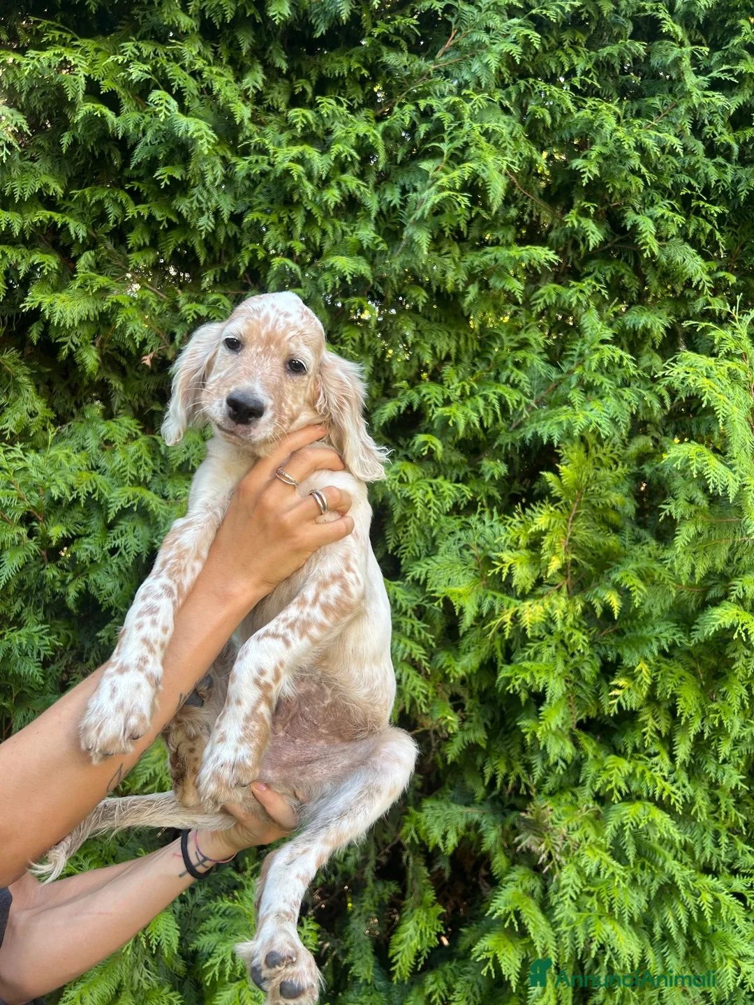 Setter Inglese cani in vendita: Cuccioli di Setter Inglese - Annuncio 1