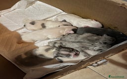 Bulldog Francese cani in vendita: Cuccioli di bulldog francese  a Città Metropolitana di Venezia - Immagine 4