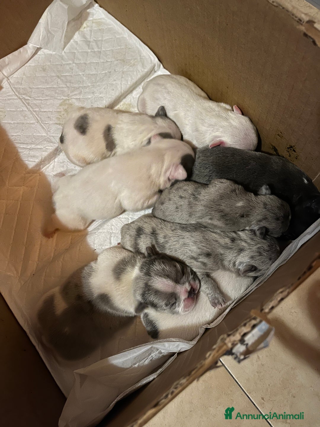 Bulldog Francese cani in vendita: Cuccioli di bulldog francese  a Città Metropolitana di Venezia - Immagine 4