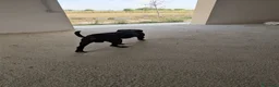 Meticcio cani in regalo: Edoardo: taglia media, equilbrato e socievole  - Annuncio 20