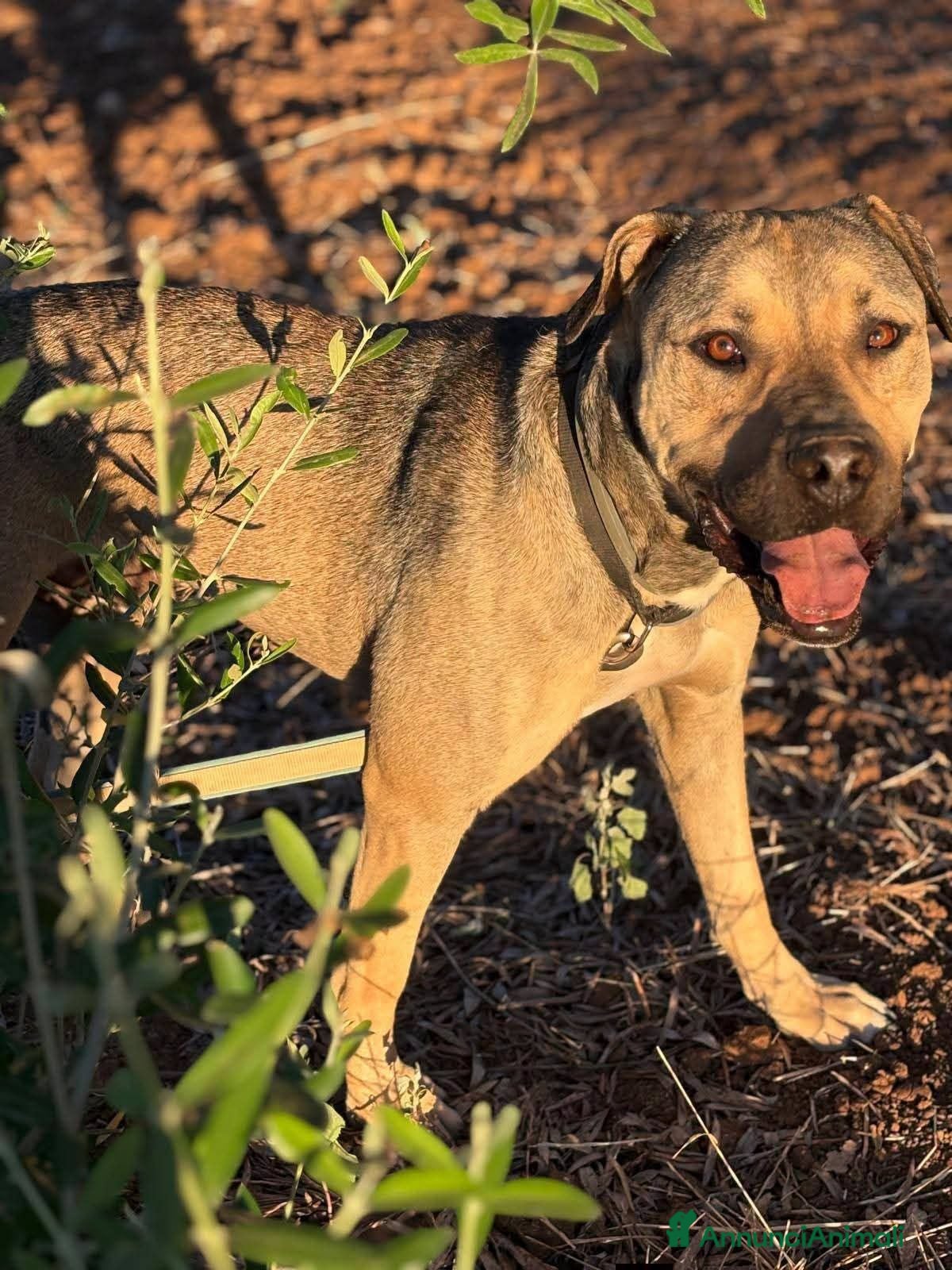 Meticcio cani in regalo: Bobby, semplicemente fantastico - Annuncio 4