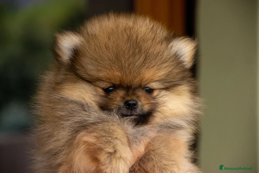 Volpino Pomerania cani in vendita: Cuccioli Spitz Tedesco Nano  - Annuncio 7
