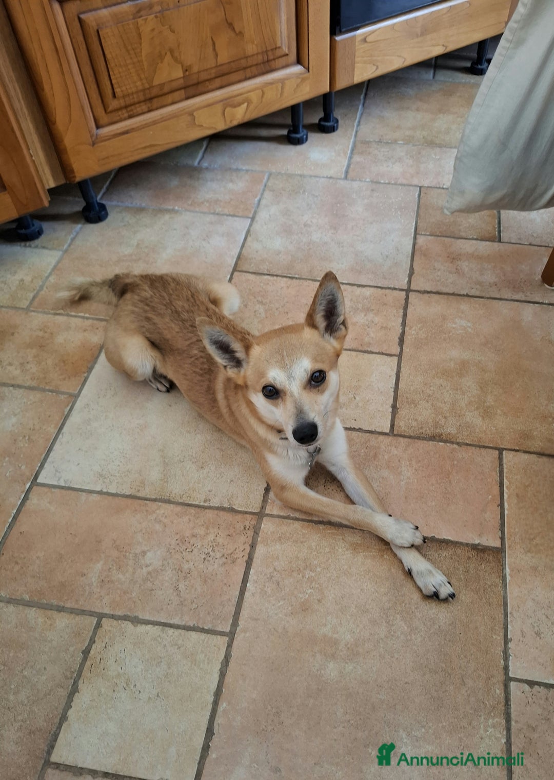 Pinscher Tedesco cani in regalo: Milo cerca persona esperta e paziente  - Annuncio 5